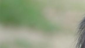 La nueva bebé gorila, tranquila con su mamá, en el zoológico de Los Ángeles.