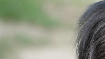 La nueva bebé gorila, tranquila con su mamá, en el zoológico de Los Ángeles.