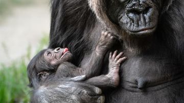 La nueva bebé gorila, tranquila con su mamá, en el zoológico de Los Ángeles.