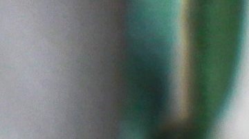 El romero aporta bienestar al ambiente.