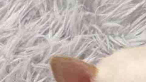 Herman y Lundy son inseparables. Mia Foundation