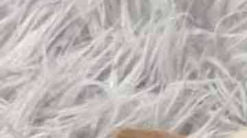 Herman y Lundy son inseparables. Mia Foundation