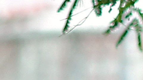 Actualmente dirige al San José Earthquakes de la MLS.