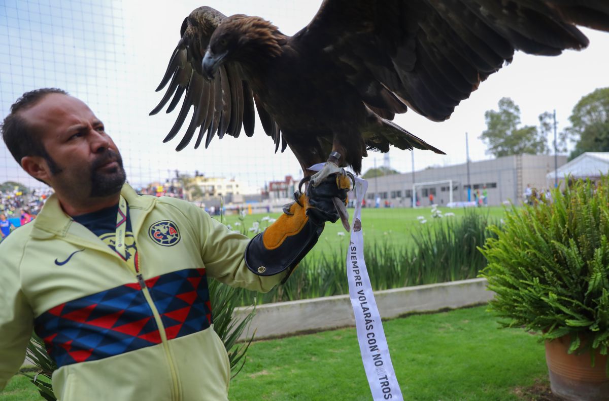 América ayudará a las águilas! Los azulcremas anuncian iniciativa para  proteger al águila real - La Opinión