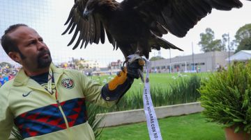 El águila real es una especie que se encuentra en riesgo.