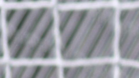 El América Femenil es líder del torneo.