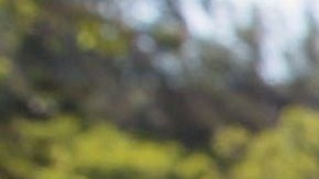 Sheriff de Los Angeles (LASD)