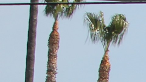 Los peatones dicen que hay poco tiempo para cruzar el bulevar Sepulveda. / fotos: Jorge Luis Macías.