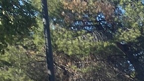 Hyundai Ioniq Eléctrico