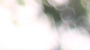 chicharito muestra cómo fue su mudanza a los angeles