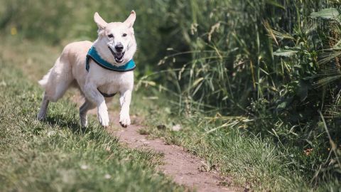 JUEGOS PERRO 1