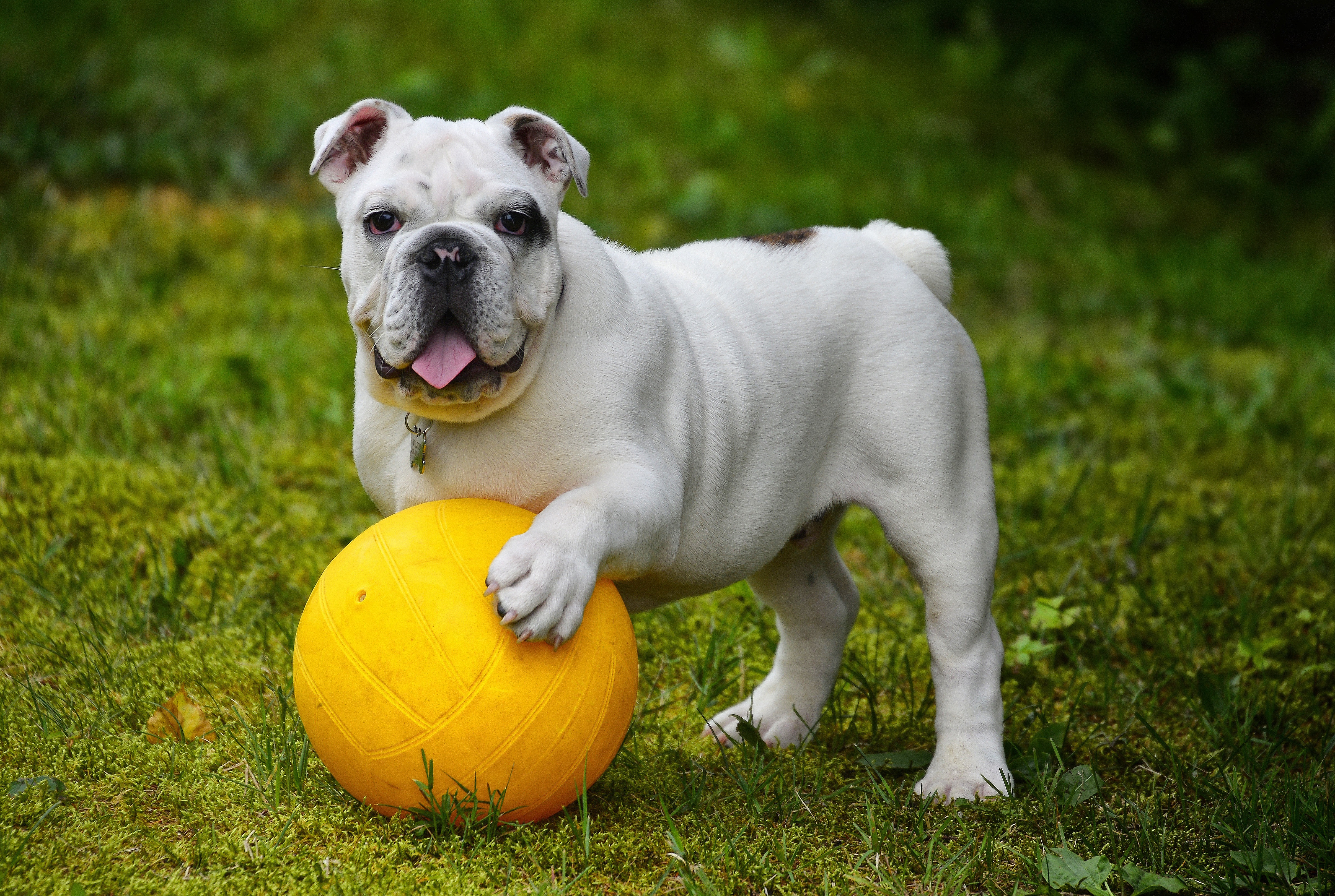 Adiós al aburrimiento canino: juegos para estimular la ...