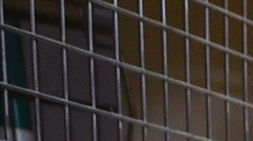 Los pañales caninos son muy útiles para cachorros aprendices, hembras en celo, perros discapacitados y canes de edad avanzada .