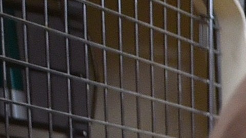 Los pañales caninos son muy útiles para cachorros aprendices, hembras en celo, perros discapacitados y canes de edad avanzada .