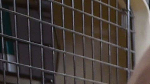 Los pañales caninos son muy útiles para cachorros aprendices, hembras en celo, perros discapacitados y canes de edad avanzada .