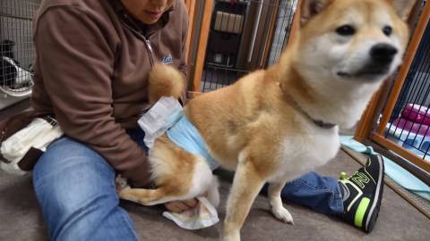 Los pañales caninos son muy útiles para cachorros aprendices, hembras en celo, perros discapacitados y canes de edad avanzada .