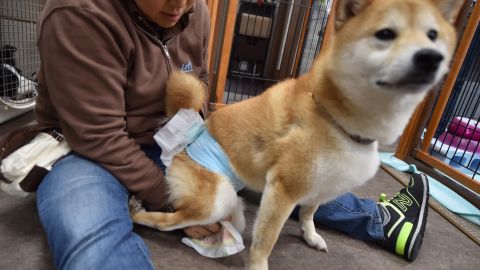 Los pañales caninos son muy útiles para cachorros aprendices, hembras en celo, perros discapacitados y canes de edad avanzada .