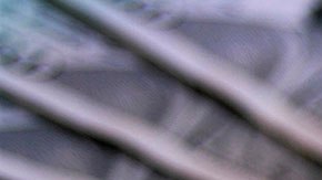 Te podrían sancionar con hasta $25,000 dólares en multas y cinco años de prisión por evasión de impuestos.