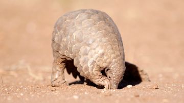 Pangolin hunting for ants.