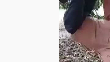 El pastor se cuelga de un árbol, como si fuera un murciélago.