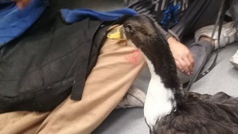 pato
