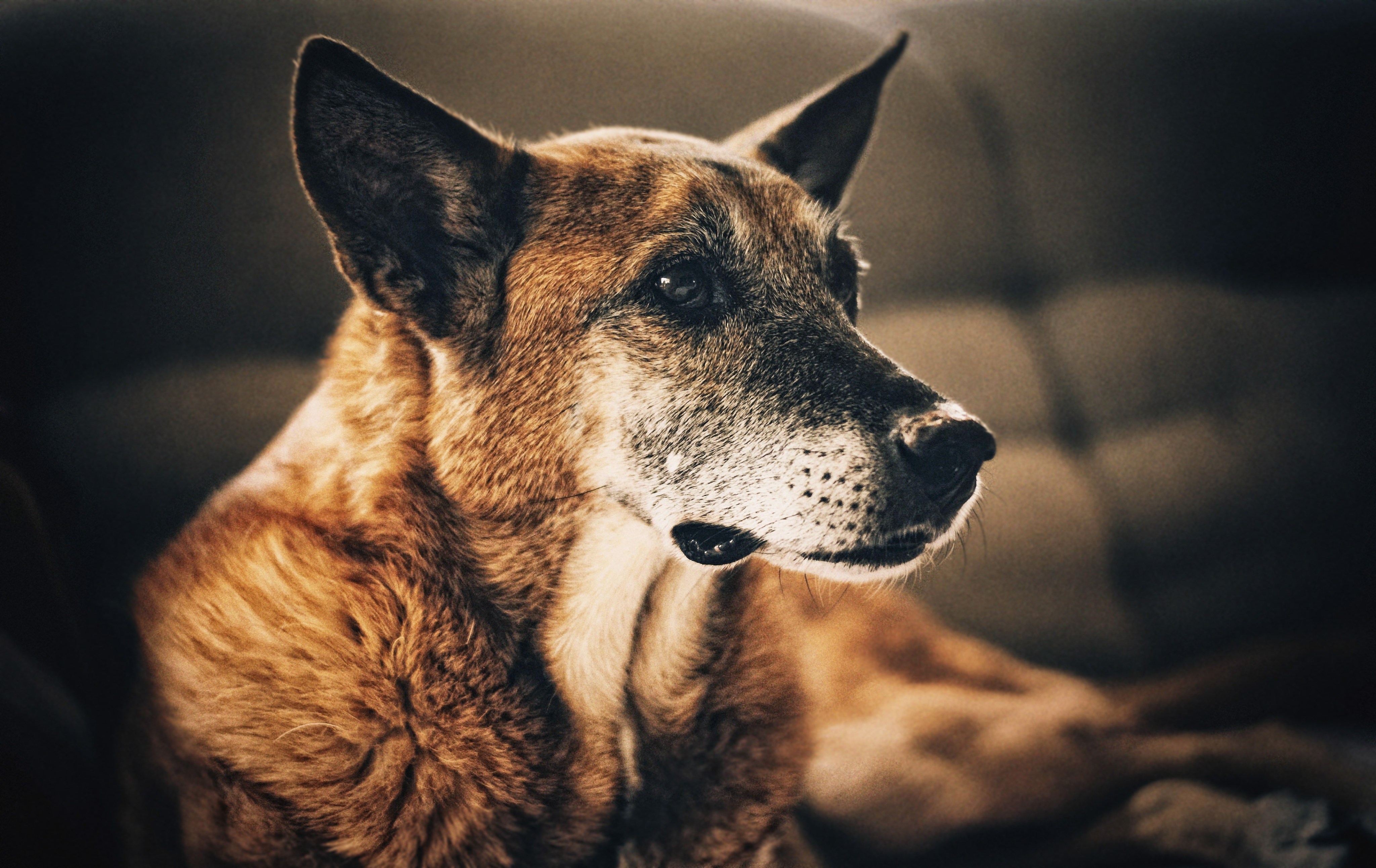 pueden los perros cambiar el pigmento de la piel