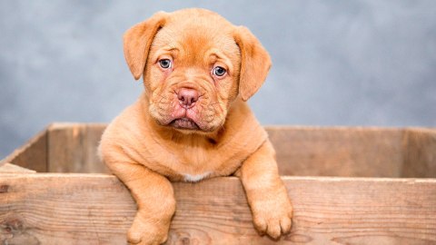 3 millones de gatos y perros se sacrifican cada año en los albergues.