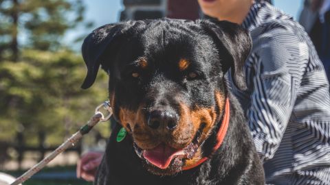 El estudio que muestra por qué no debes gritar a tu mascota.