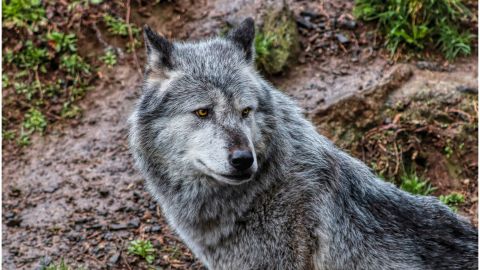 PERRO LOBO