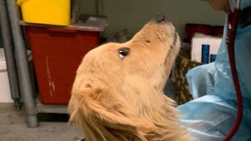 Los perritos fueron rescatados y ahora están a listos para adopción.