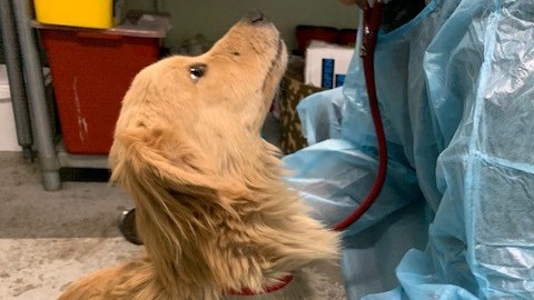 Los perritos fueron rescatados y ahora están a listos para adopción.