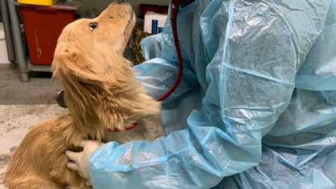 Los perritos fueron rescatados y ahora están a listos para adopción.