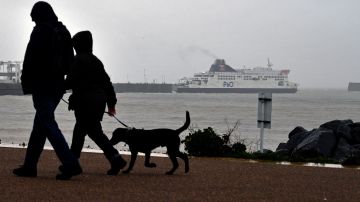 Foto:  Ben Stansall/AFP vía Getty Images. Ser paseador de perros es una otra alternativa para estar cerca de ellos.