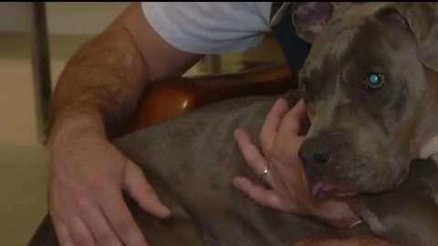 Sophie se ha podido reencontrar con su dueño, Gregory Leoce, tres años después de estar desaparecida.
