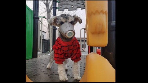 perro china