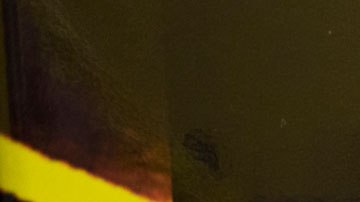 La empresa dará bagels en la mañana y pizzas en la tarde.