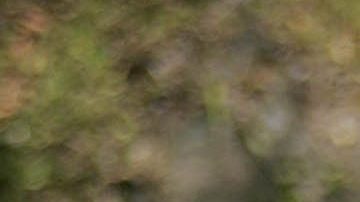 Rowan Baxter tenía 42 años.