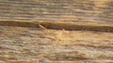 Las runas son considerados símbolos mágicos.