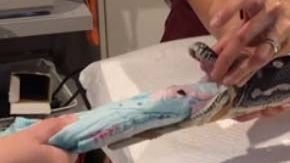 La serpiente fue intervenida en el Small Animal Specialist Hospital (SASH).