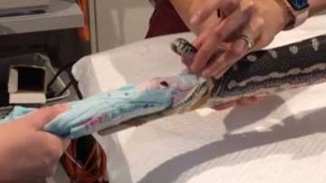 La serpiente fue intervenida en el Small Animal Specialist Hospital (SASH).