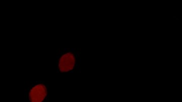 Hasta ahora, Rojas no se ha pronunciado al respecto.