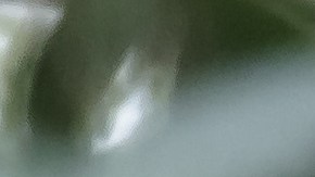 La perra tenía más aspecto de lobo.