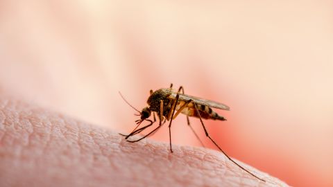 mosquito