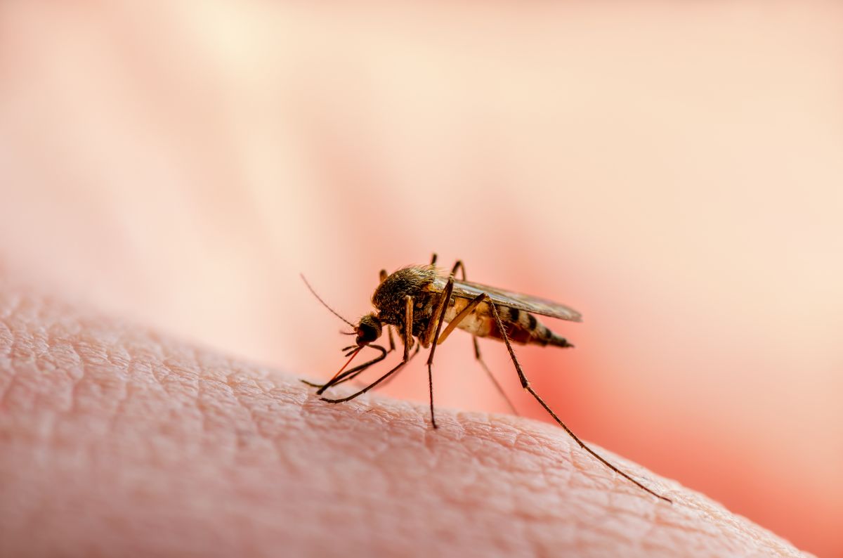 ¿Cómo se transmite el virus Zika y cuáles son sus síntomas?
