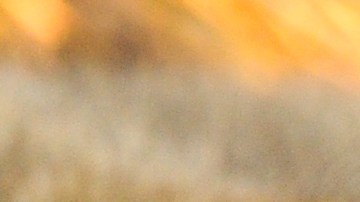 El cachorro tenía pocas posibilidades de sobrevivir.