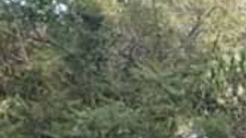 Golpe al CJNG y el Mencho, les quitan uno de sus "juguetitos" para matar