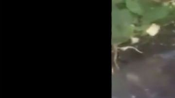 VIDEO: Grupo Árabe del CJNG interroga y ejecuta sin compasión a uno de Cártel de los Viagras