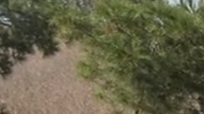 Volvo S60 T8 Híbrido