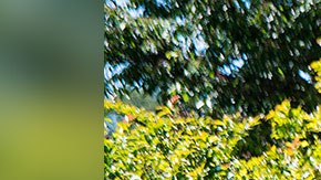 También despidieron a los otros empleados que se pueden ver en el video.