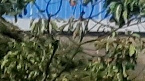 De acuerdo al integrante del comité, aún se analizan los detalles para acordar la nueva fecha.